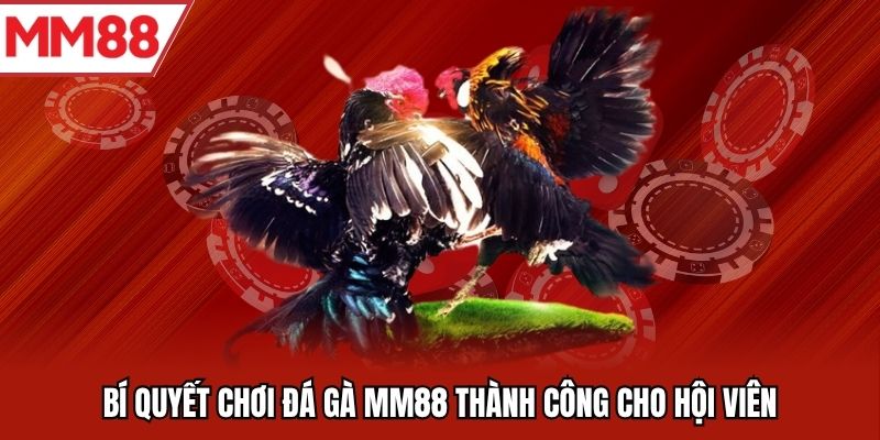 Bí quyết chơi đá gà MM88 thành công cho hội viên
